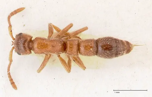 Lioponera singaporensis specimen FOCOL0809 image focol0809_1