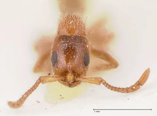 Lioponera singaporensis specimen FOCOL0809 image focol0809_2