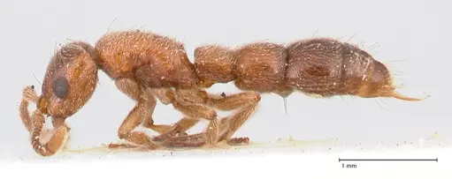 Lioponera singaporensis specimen FOCOL0809 image focol0809_3