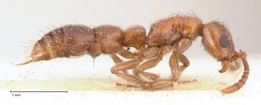 Lioponera singaporensis specimen FOCOL0809 image focol0809_4
