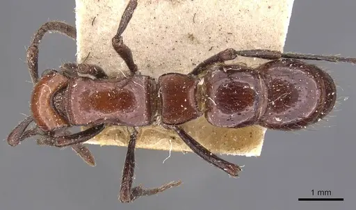 Lioponera singularis specimen CASENT0907064 image casent0907064_1