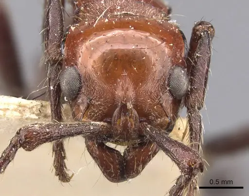 Lioponera singularis specimen CASENT0907064 image casent0907064_2