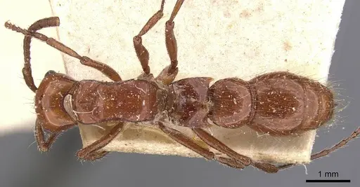 Lioponera sjostedti specimen CASENT0907066 image casent0907066_1