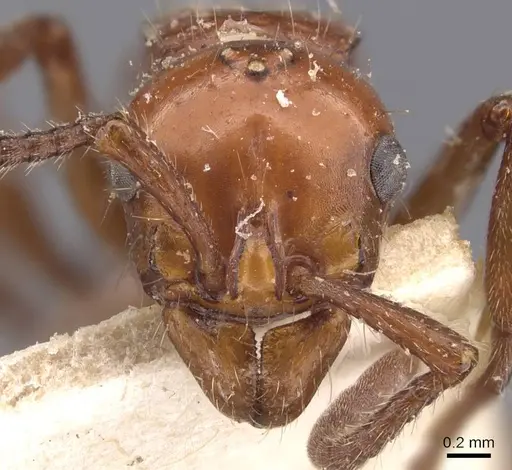 Lioponera sjostedti specimen CASENT0907066 image casent0907066_2