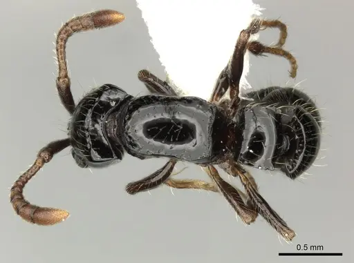 Lioponera turneri specimen CASENT0249304 image casent0249304_1