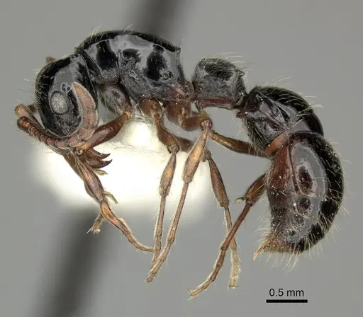 Lioponera turneri specimen CASENT0249305 image casent0249305_3