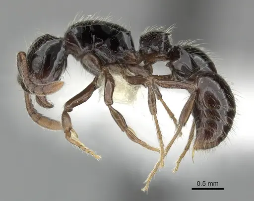 Lioponera turneri specimen CASENT0249306 image casent0249306_3