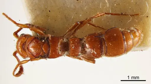 Lioponera varians specimen ANTWEB1008253 image antweb1008253_1