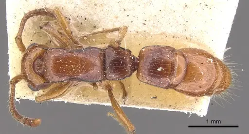 Lioponera varians specimen CASENT0902758 image casent0902758_1
