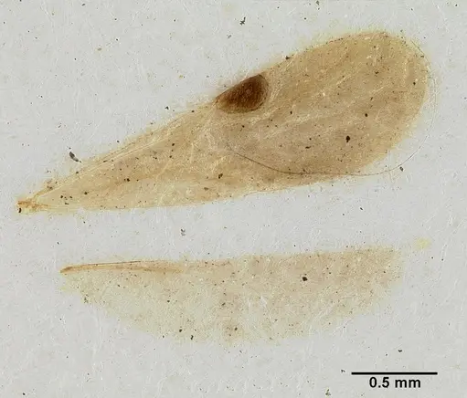 Lioponera versicolor specimen CASTYPE06946 image castype06946_2