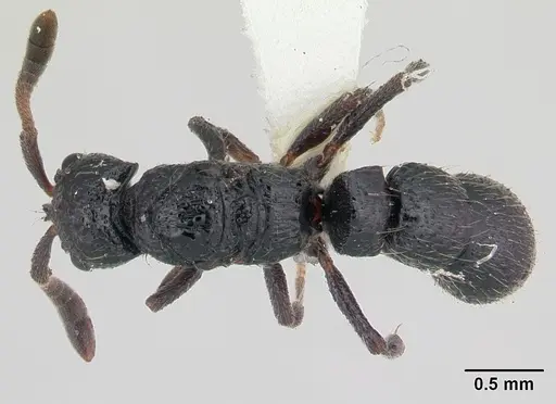 Lioponera vespula specimen CASENT0178210 image casent0178210_1