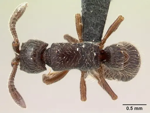 Lividopone livida specimen CASENT0150743 image casent0150743_1