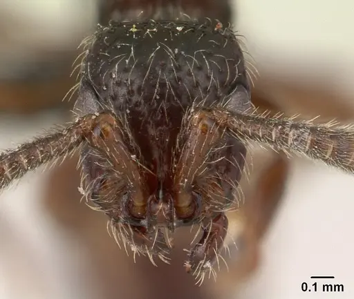 Lividopone livida specimen CASENT0150743 image casent0150743_2