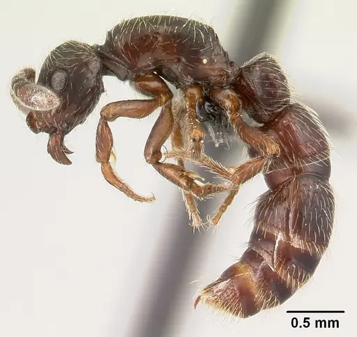 Lividopone livida specimen CASENT0150743 image casent0150743_3