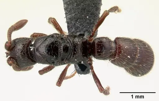 Lividopone livida specimen CASENT0150747 image casent0150747_1