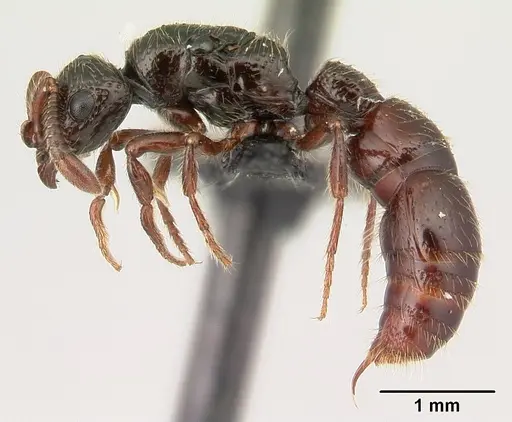 Lividopone livida specimen CASENT0150747 image casent0150747_3