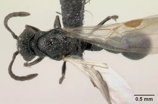 Lividopone livida specimen CASENT0152180 image casent0152180_1