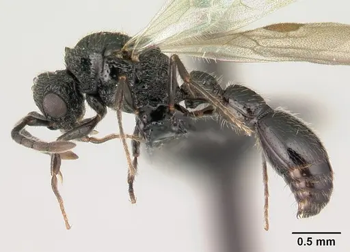 Lividopone livida specimen CASENT0152180 image casent0152180_3