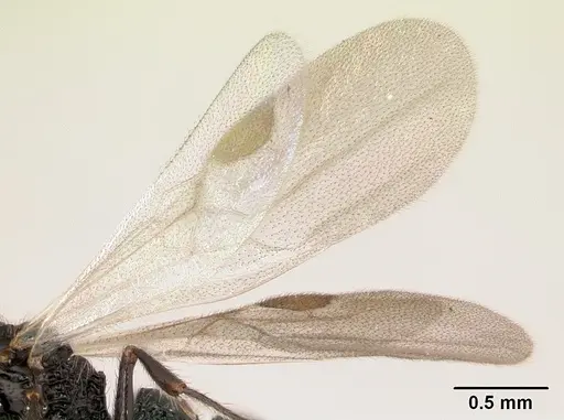 Lividopone livida specimen CASENT0152180 image casent0152180_4