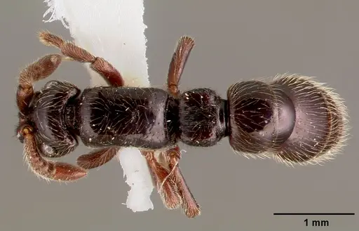 Lividopone livida specimen MCZTYPE34810 image mcztype34810_1