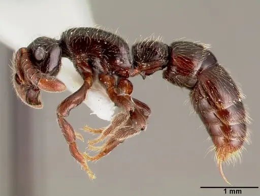 Lividopone livida specimen MCZTYPE34810 image mcztype34810_3