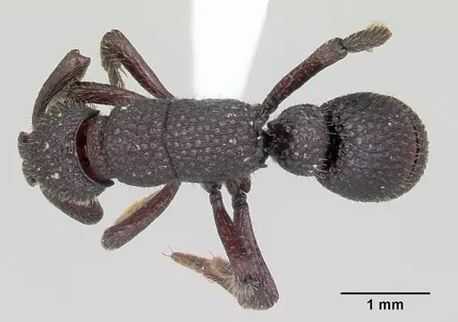Loboponera basalis specimen CASENT0003111 image casent0003111_1