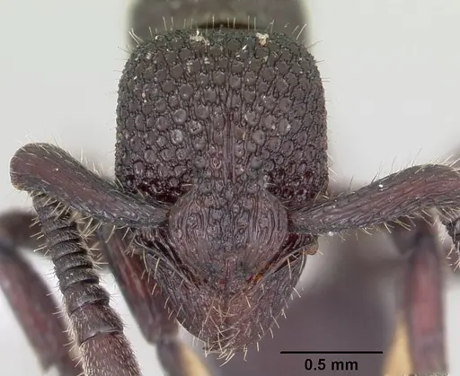 Loboponera basalis specimen CASENT0003111 image casent0003111_2