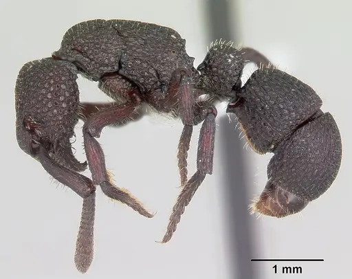 Loboponera basalis specimen CASENT0003111 image casent0003111_3