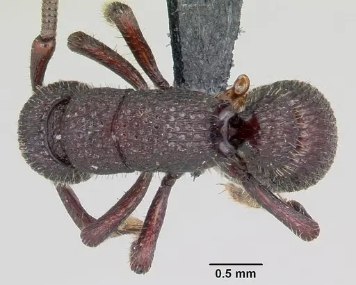 Loboponera basalis specimen CASENT0004608 image casent0004608_1