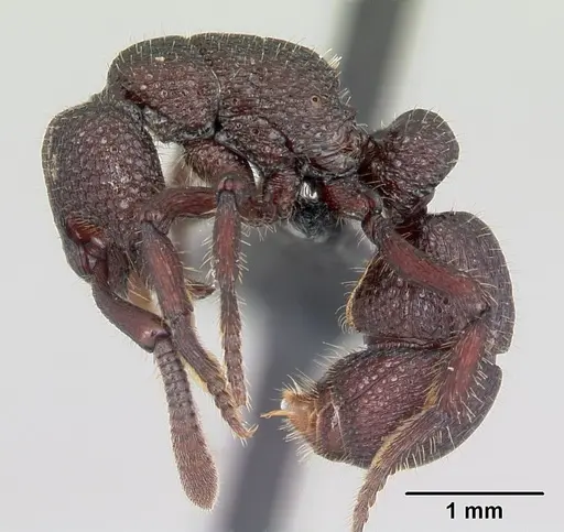 Loboponera basalis specimen CASENT0004608 image casent0004608_3