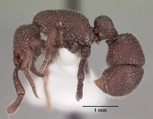 Loboponera basalis specimen CASENT0102328 image casent0102328_3