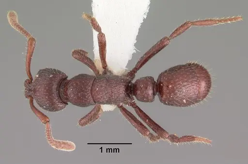Loboponera edentula specimen CASENT0102325 image casent0102325_1