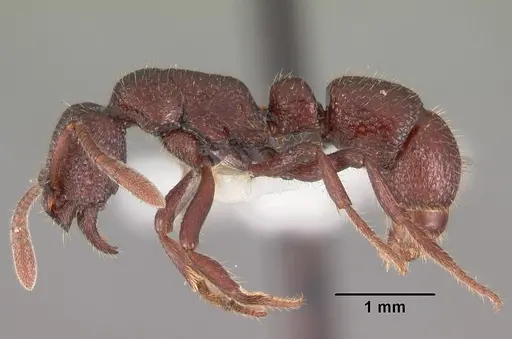 Loboponera edentula specimen CASENT0102325 image casent0102325_3