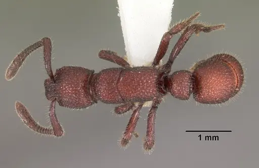 Loboponera nasica specimen CASENT0102327 image casent0102327_1