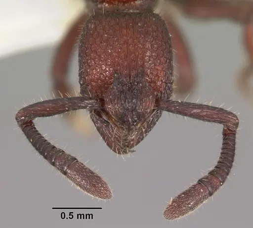 Loboponera nasica specimen CASENT0102327 image casent0102327_2