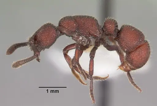 Loboponera nasica specimen CASENT0102327 image casent0102327_3