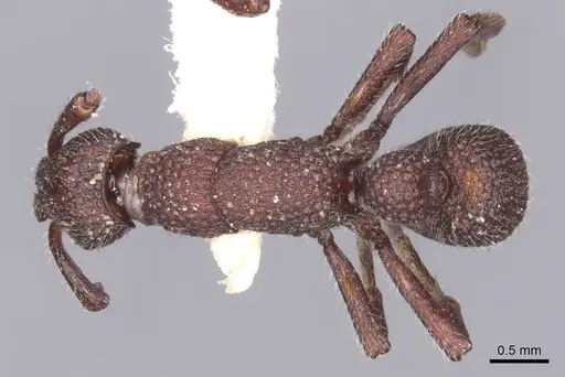 Loboponera nasica specimen CASENT0915269 image casent0915269_1