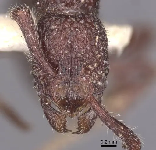 Loboponera nasica specimen CASENT0915269 image casent0915269_2