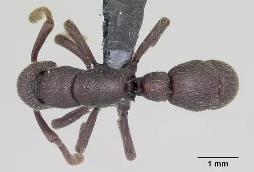 Loboponera nobiliae specimen CASENT0003099 image casent0003099_1