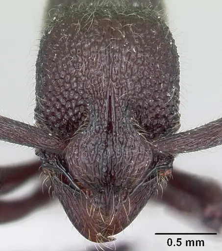 Loboponera nobiliae specimen CASENT0003099 image casent0003099_2