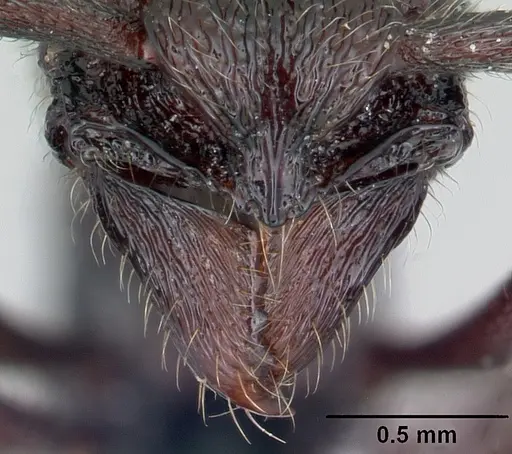 Loboponera nobiliae specimen CASENT0003099 image casent0003099_3