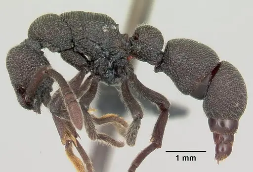 Loboponera nobiliae specimen CASENT0003099 image casent0003099_4