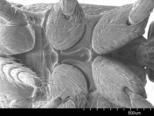 Loboponera obeliscata specimen ANTWEB1008545 image antweb1008545_1