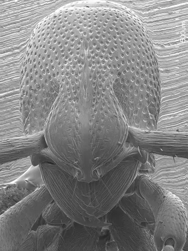 Loboponera obeliscata specimen ANTWEB1008545 image antweb1008545_2