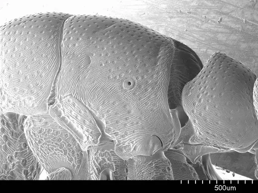 Loboponera obeliscata specimen ANTWEB1008545 image antweb1008545_3