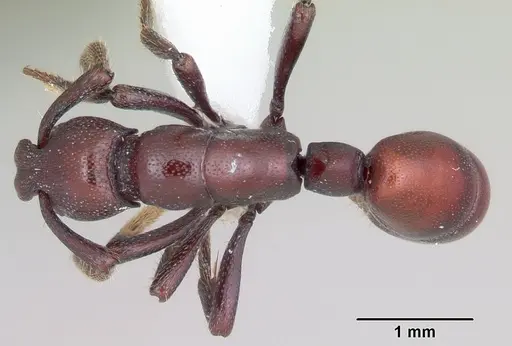 Loboponera obeliscata specimen CASENT0004980 image casent0004980_1