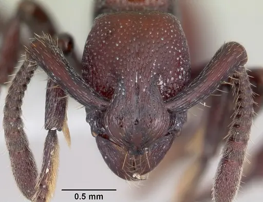 Loboponera obeliscata specimen CASENT0004980 image casent0004980_2