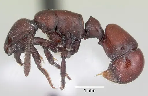 Loboponera obeliscata specimen CASENT0004980 image casent0004980_3
