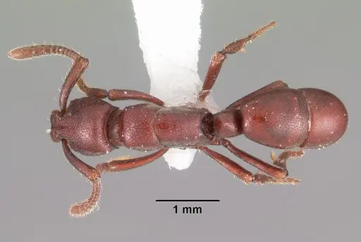 Loboponera obeliscata specimen CASENT0102324 image casent0102324_1