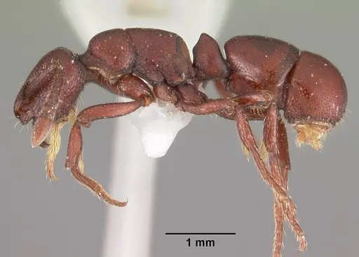 Loboponera obeliscata specimen CASENT0102324 image casent0102324_3